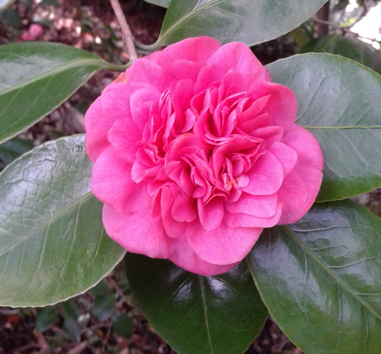 camelia