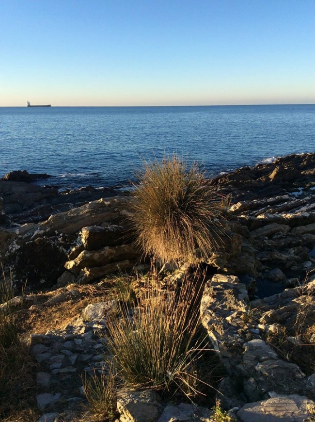 mare di nervi