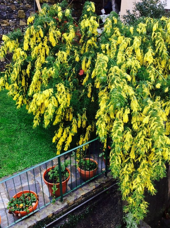 mimosa in fiore