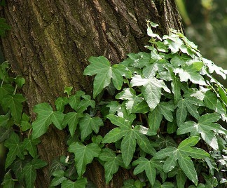 edera su albero