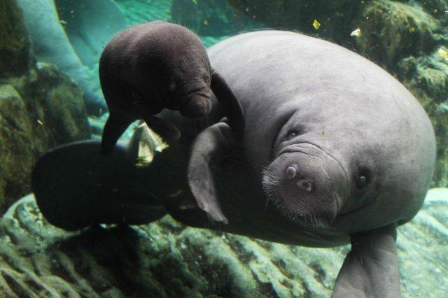 la mamma e il cucciolo di lemantino, che nuotano insieme