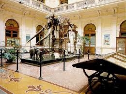 Museo di Storia Naturale G. Doria - sala dell'elefante antico