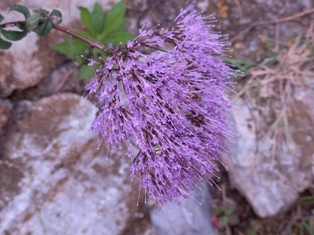 fiori tra le rocce