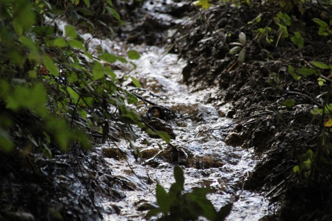 un piccolo corso d'acqua in campagna