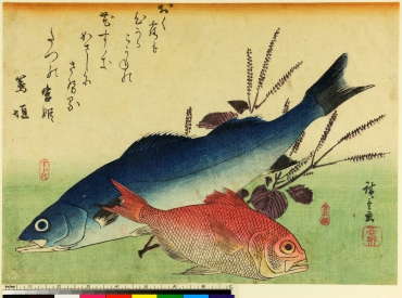 Utagawa Hiroshine (1797-1858), Branzino, berice rosso e rametti di perilla, 1841