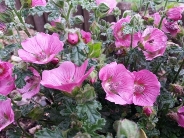 fiori rosa