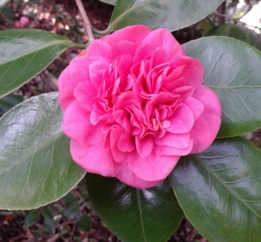 camelia