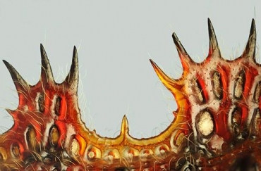 espansioni laterali di un'elitra di Platypria echidna (Coleottero dell'India)