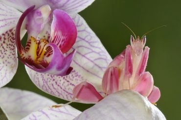 Hymenopus coronatus credits: F. Tommasinelli-E. Biggi 