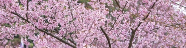 ciliegi in fiore
