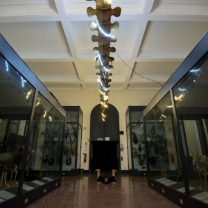 immagine galleria
