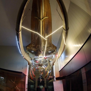 ombra mai fu - installazione © Giorgio Scarfì