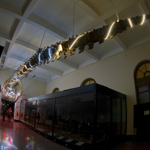 immagine galleria