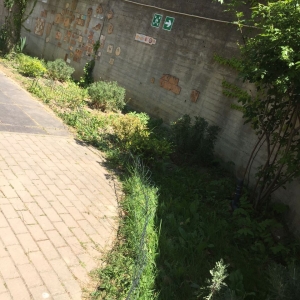 Giardino scuola Mimosa