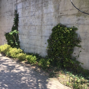 Giardino scuola Mimosa