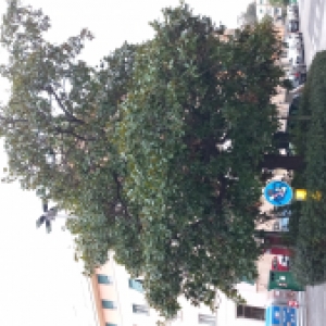 Cura Aiuole piazza Rensi