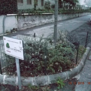 Cura fioriere viale De Gaspari