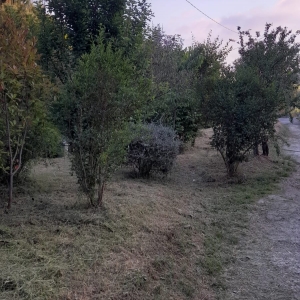 Cura aree verdi adiacenti Cimitero di San Siro di Struppa